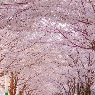 MÙA HOA ANH ĐÀO SẮP BẮT ĐẦU RỒI